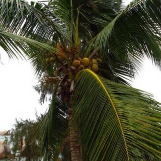 椰子树长什么样子？,第5图