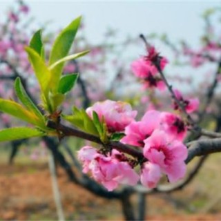 桃树春季管理要点,第3图