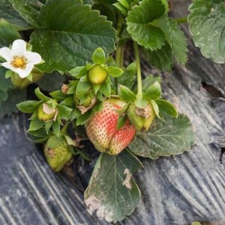 草莓种植技术,第1图