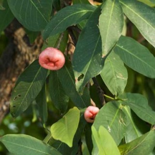 洋蒲桃的种植技术,第1图