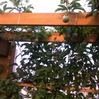 百香果的种植条件,第2图