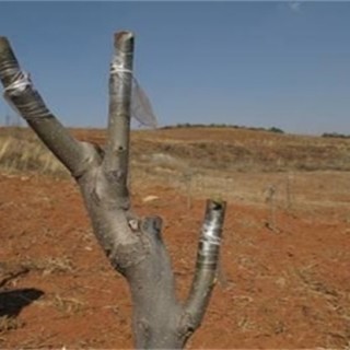 果树苗木的实用繁殖方法,第6图