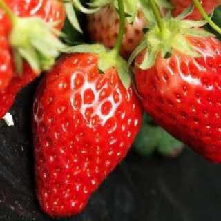 草莓什么时候种植？,第4图