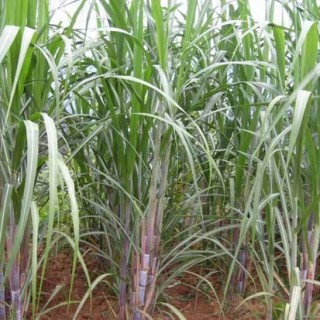 甘蔗的种植技术(3),第2图