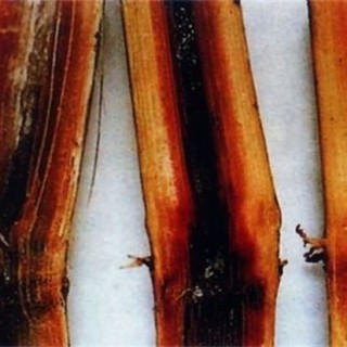 甘蔗常见病虫害的防治方法,第1图