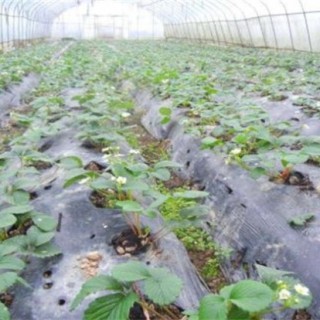 草莓苗期肥害该怎么解决,第1图