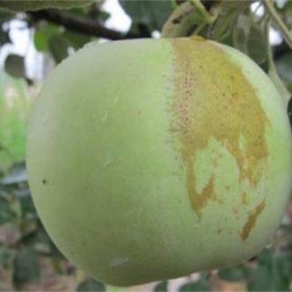 苹果胎锈原因及防治措施,第2图