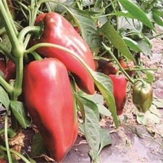 甜椒高产施肥技术,第3图