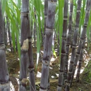 甘蔗种植技术,第3图