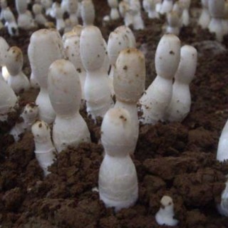 鸡腿菇高产种植技术,第2图