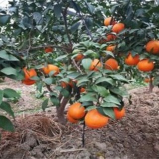 红美人柑橘种植技术,第5图