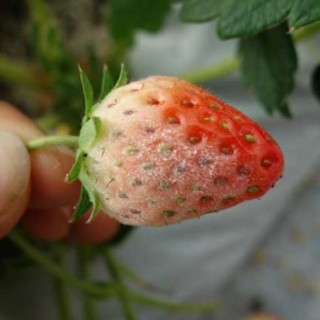 草莓白粉病怎么治？,第4图