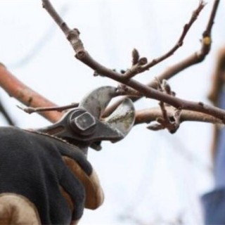苹果树冬季修剪技术,第3图