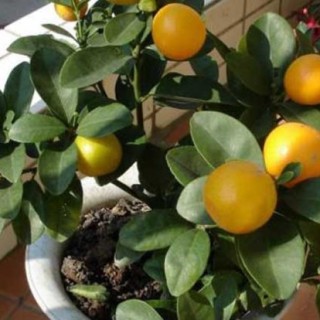 盆栽橘子树怎么养？,第4图