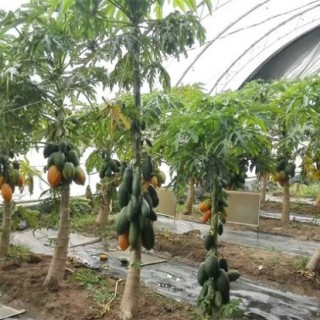 番木瓜的种植方法,第5图