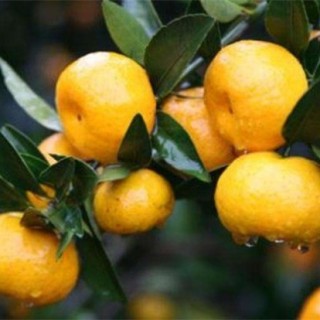 柑橘除酸增甜措施,第3图