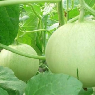 香瓜增产的方法,第1图