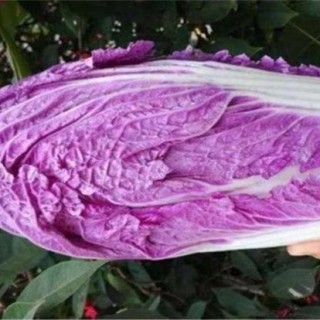 紫白菜种植时间和方法,第4图
