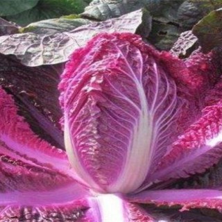 紫白菜种植时间和方法,第2图