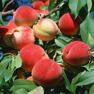 桃树种植常见问题,第2图