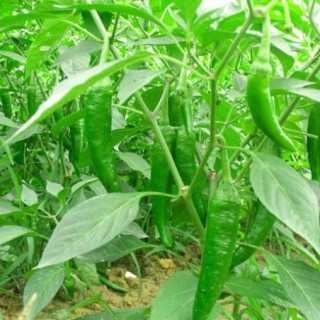 辣椒种植技术(2),第1图