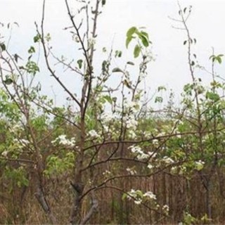 梨树反季节开花的原因及预防措施,第3图