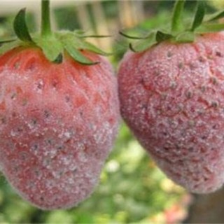 草莓白粉病的防治方法,第1图
