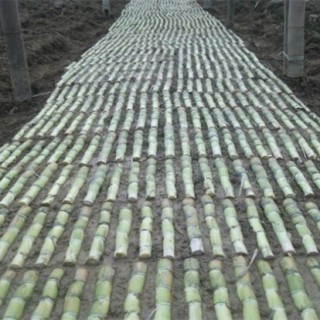 甘蔗蔗种的处理方法,第1图