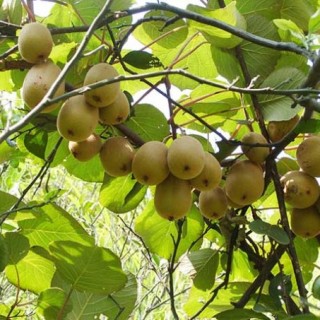 猕猴桃种植条件有哪些？,第1图