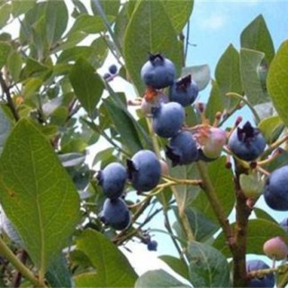 蓝莓僵果防治方法,第2图