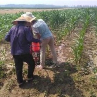 春玉米施肥方法介绍,第4图