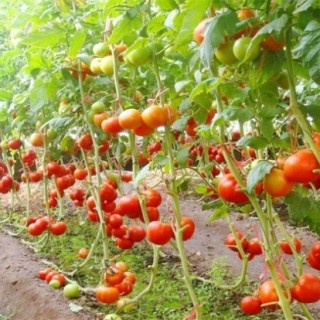 西红柿高产施肥方法,第4图