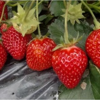草莓对环境条件的要求,第3图