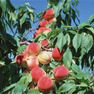 桃树种植常见问题,第1图
