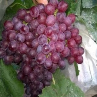 红宝石葡萄高产栽培技术,第1图