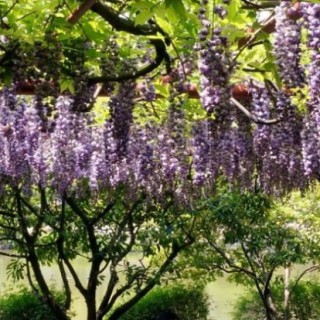 紫藤花的种植方法和移栽,第1图