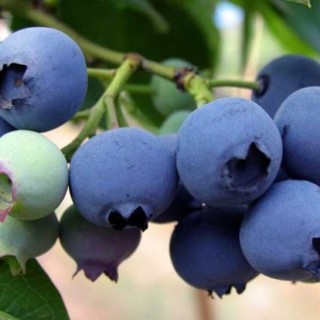 蓝莓的产地分布,第4图