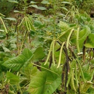 绿豆的生长过程,第6图