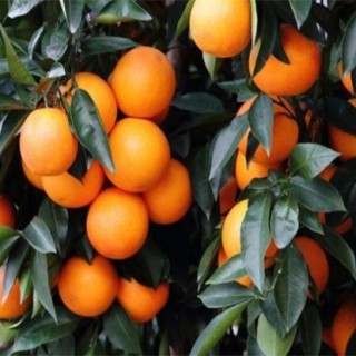 柑橘除酸增甜措施,第2图