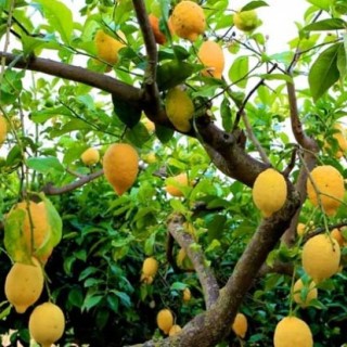 柠檬树种植技术(2),第3图