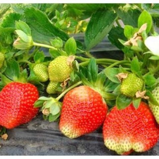 草莓种植技术(3),第1图