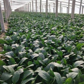 种植菠菜的生长环境,第3图