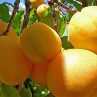 杏树裂果原因及防止措施,第3图