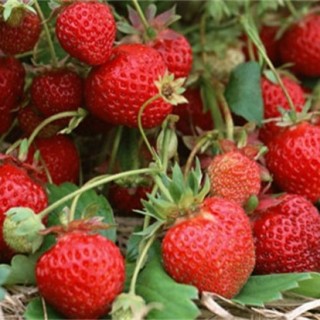 影响草莓果实膨大的五大因素,第4图
