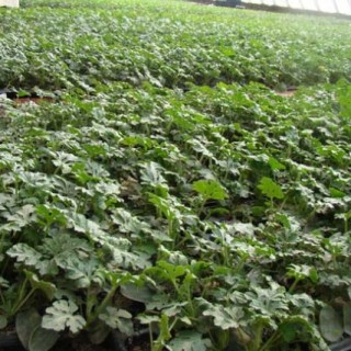冬季西瓜种植育苗技术,第5图
