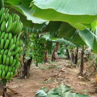 香蕉种植管理技术,第5图