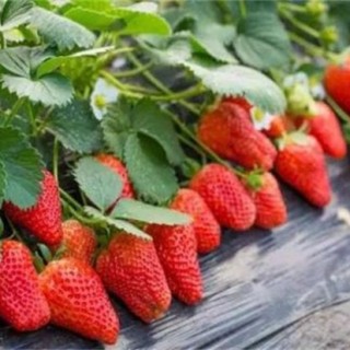 影响草莓果实膨大的五大因素,第3图