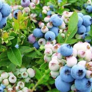 蓝莓种植条件,第4图