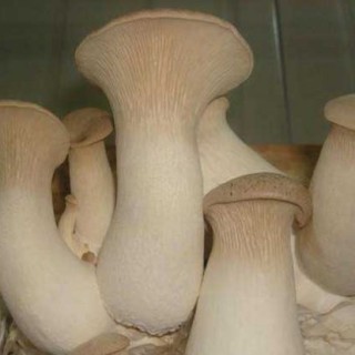白灵菇高产种植技术(2),第1图