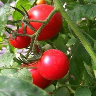 西红柿丰产栽培技术,第4图